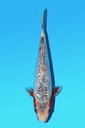 大家产 银鳞浅黄 当才 22cm 公母不明 341083