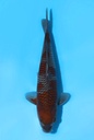 清十郎产 落叶 当才 30cm 雄性 341092