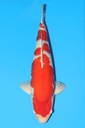 桃太郎产 大正 三才 68cm 雌性 342020
