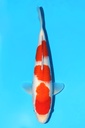 桃太郎产 红白 大当才 39cm 雌性 342052