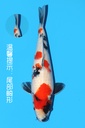 大日产 昭和 大当才 44cm 雌性 342087