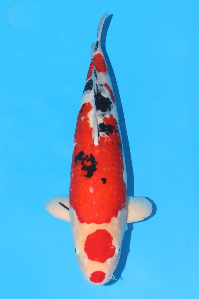 诚太郎产 大正 二才 63cm 雌性 343025