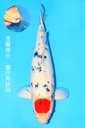 新阪井产 丹顶三色 明三才 60cm 雌性 343045