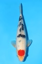 阪井产 丹顶三色 大当才 30cm 雄性 343043