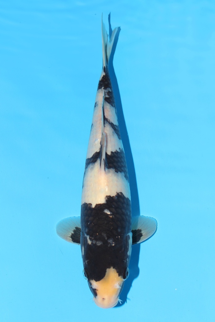 面迫产 白写 二才 31cm 雌性 343049