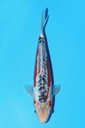 田中产 秋翠 大当才 29cm 雌性 343096