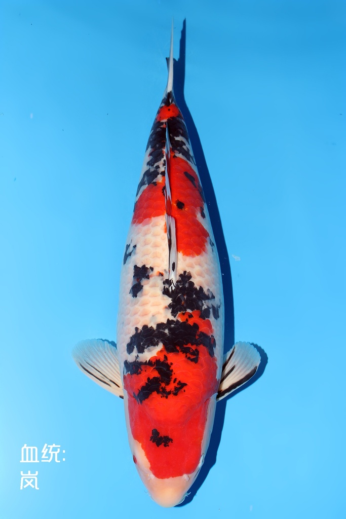 新阪井产 大正 三才  68cm 雌性  344004