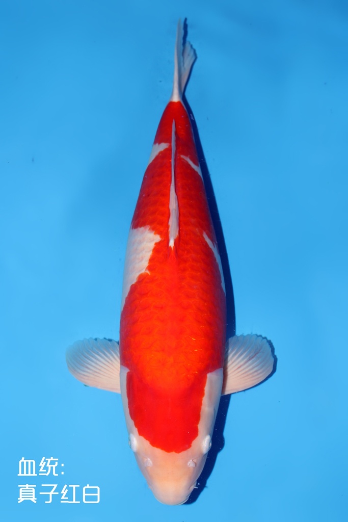 桃太郎产 红白 四才  70cm 雌性 344009