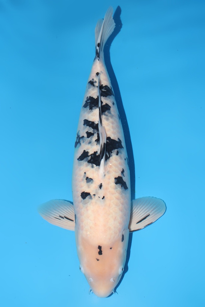 新阪井产 别甲 四才  68cm 雌性 344010