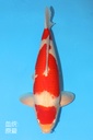 阪井产 红白 三才 61cm 雌性 344009
