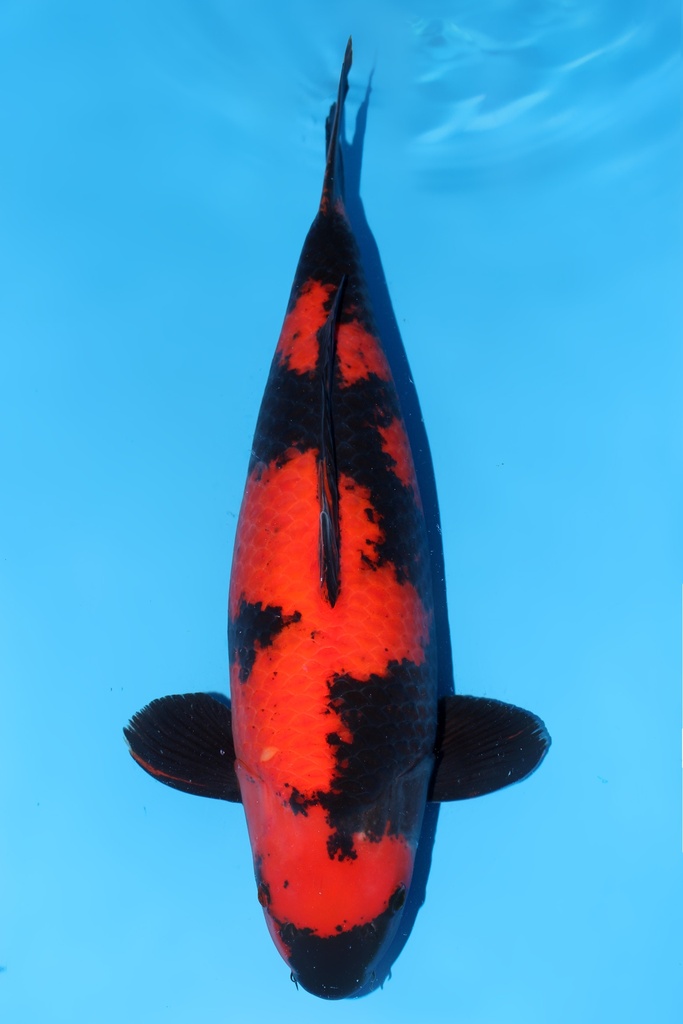 篠田产 绯写 三才  58cm 雌性 344018