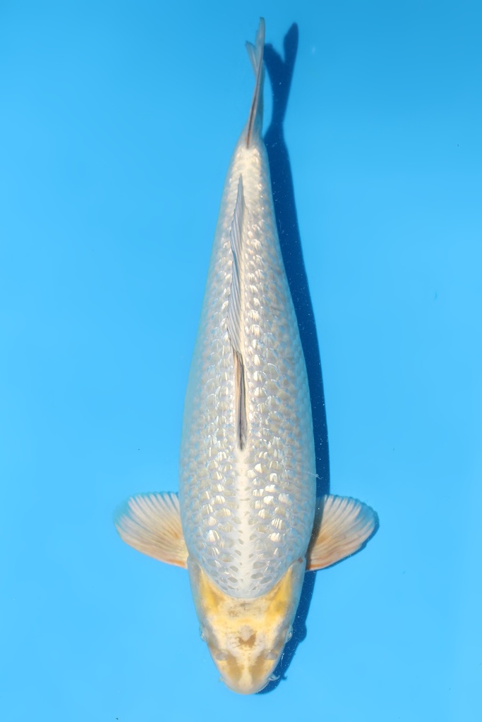 桃太郎 变种鲤 二才 46cm 雄性 344043