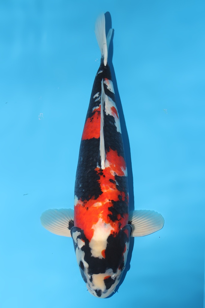 大日产 昭和 三才 60cm 雌性 344037