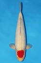 大日产 丹顶 二才 48cm 雄性 344037