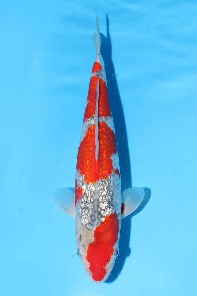 川上产 银鳞五色 二才 32cm 雌性 344058