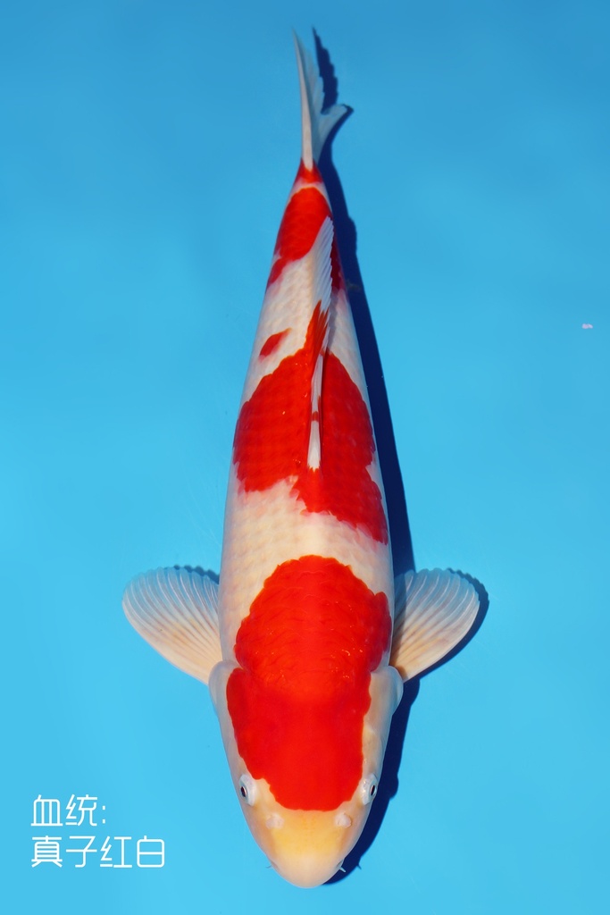 桃太郎产 红白 二才 50cm 雄性 344040