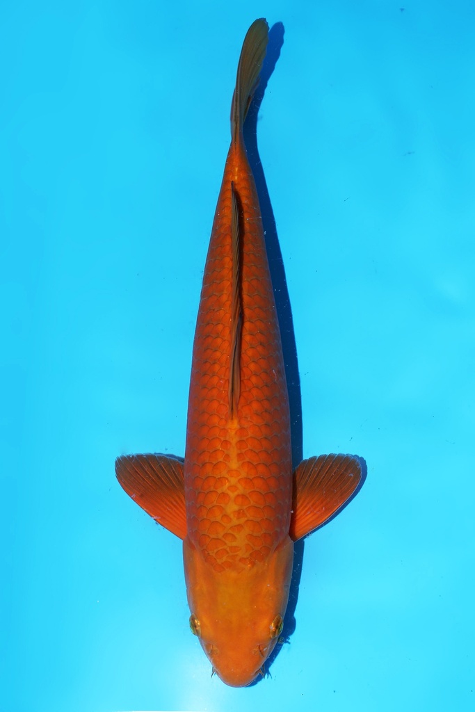 尾形产 茶鲤 二才 45cm 雄性 344066