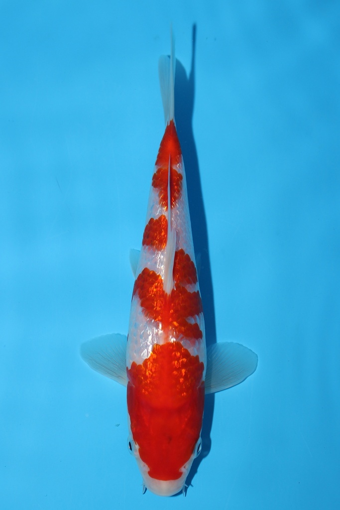 谷口产 银鳞红白 当才 21cm 公母不明 344076