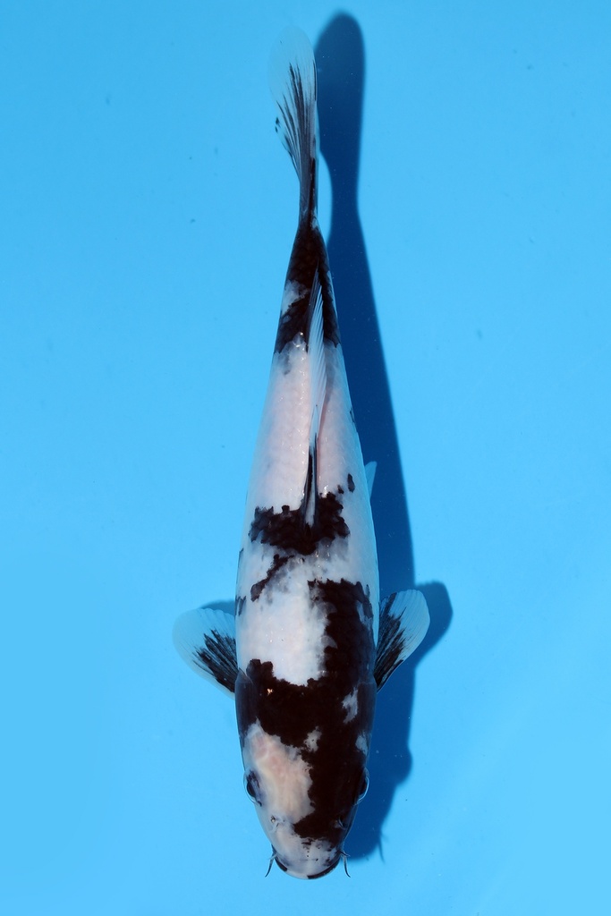 尾形产 白写 当才 23cm 公母不明 344084
