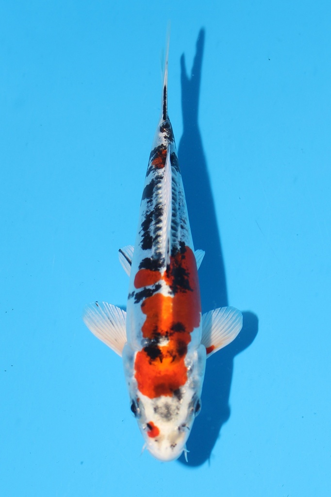 尾形产 大和锦 当才 19cm 公母不明 344086