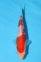 阪井产 红白 当才 16cm 公母不明 344097
