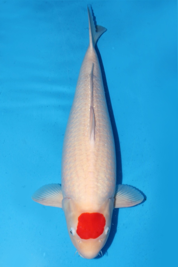 阪井产 丹顶 三才 雌性 68cm 345010