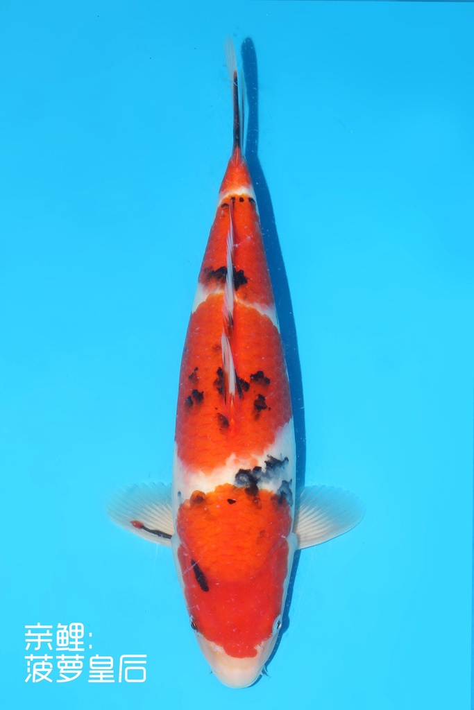 345005 (副本) (副本) (副本) (副本) (副本) (副本) (副本) (副本) (副本) (副本) (副本) (副本) (副本) (副本) (副本) (副本) (副本) (副本) (副本) (副本) (副本) (副本)