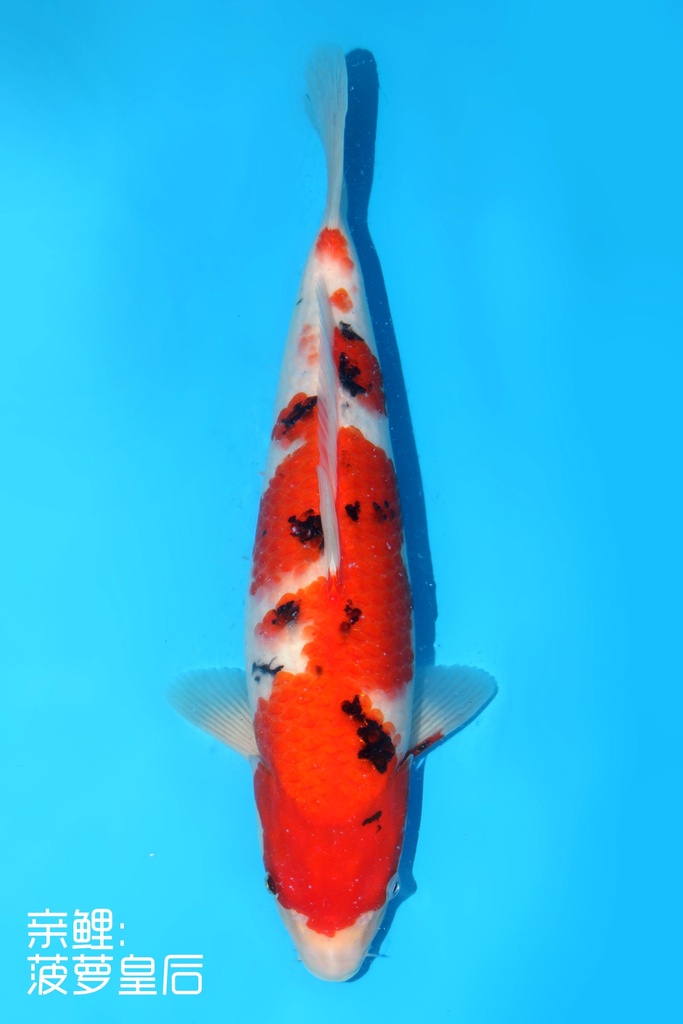 345005 (副本) (副本) (副本) (副本) (副本) (副本) (副本) (副本) (副本) (副本) (副本) (副本) (副本) (副本) (副本) (副本) (副本) (副本) (副本) (副本) (副本) (副本) (副本)