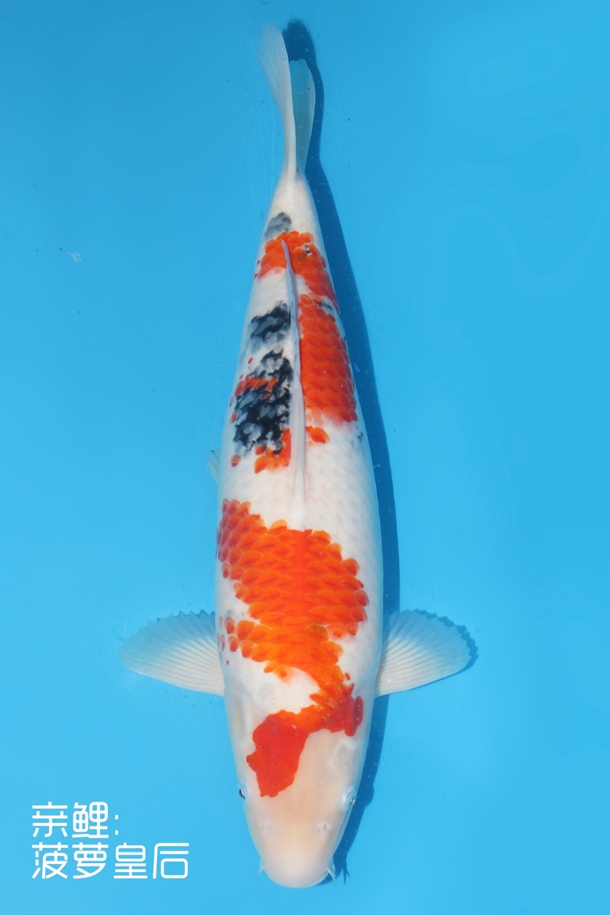 345005 (副本) (副本) (副本) (副本) (副本) (副本) (副本) (副本) (副本) (副本) (副本) (副本) (副本) (副本) (副本) (副本) (副本) (副本) (副本) (副本) (副本) (副本) (副本) (副本) (副本) (副本) (副本) (副本) (副本) (副本)