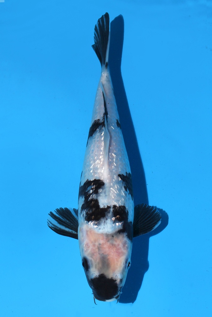 345005 (副本) (副本) (副本) (副本) (副本) (副本) (副本) (副本) (副本) (副本) (副本) (副本) (副本) (副本) (副本) (副本) (副本) (副本) (副本) (副本) (副本) (副本) (副本) (副本) (副本) (副本) (副本) (副本) (副本) (副本) (副本) (副本) (副本) (副本) (副本) (副本)