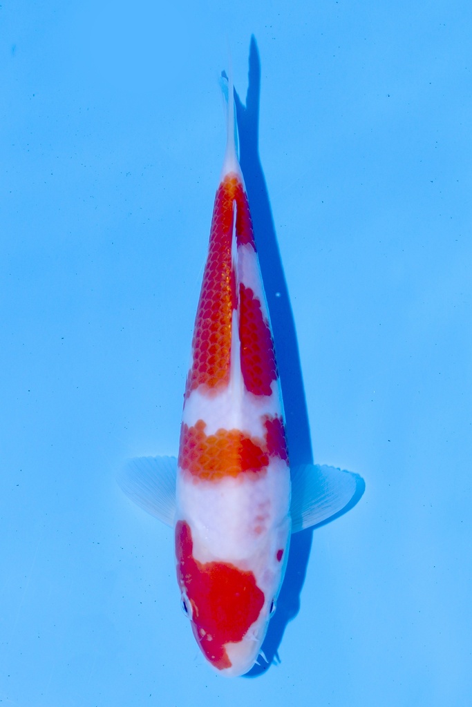 345005 (副本) (副本) (副本) (副本) (副本)