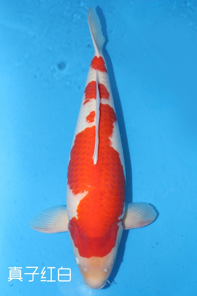 桃太郎产 四才 78cm 雌性 真子红白 346010