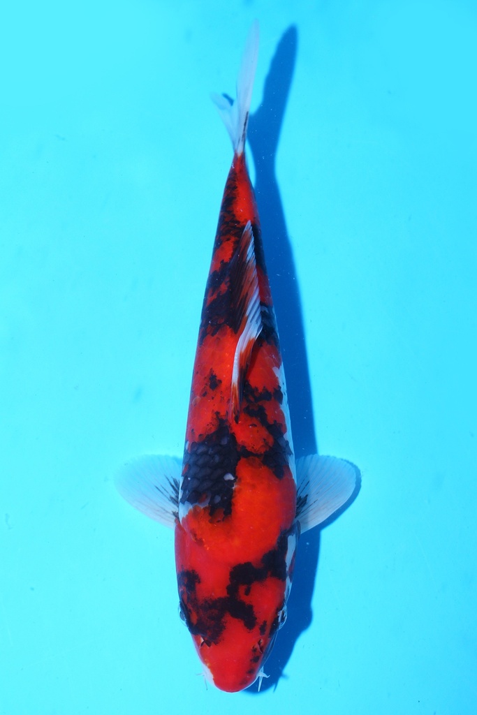 348050 (副本) (副本) (副本) (副本) (副本) (副本) (副本) (副本) (副本) (副本) (副本) (副本) (副本) (副本) (副本) (副本) (副本) (副本) (副本) (副本) (副本) (副本) (副本) (副本) (副本) (副本) (副本) (副本) (副本) (副本) (副本) (副本) (副本) (副本) (副本) (副本) (副本) (副本) (副本) (副本) (副本)