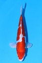 349092 25cm 菅野产 菊水 当才 公母不明