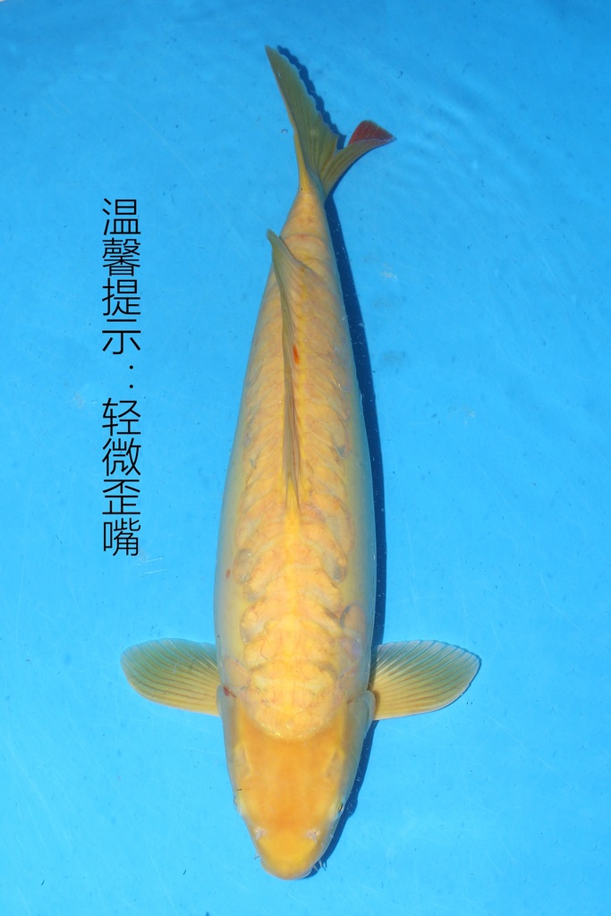 349071 61cm 丸堂产 介子 二才 雌性