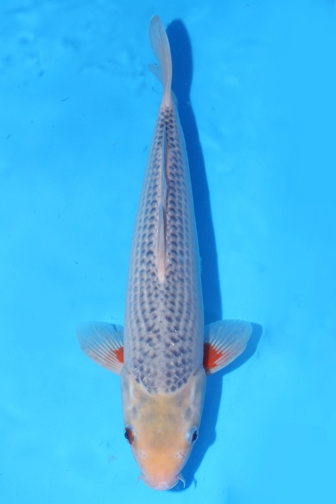 349079 34cm 尾形产 浅黄 当才 雄性