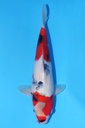 349088 37cm 伊佐产 昭和 当才 雄性