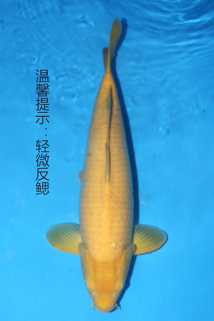 349001 70cm 丸堂产 红白 雌性 (副本) (副本) (副本) (副本) (副本)