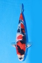 349048 40cm 伊佐产 昭和 当才 雄性