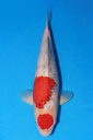 349054 55cm 大日产 大正 二才 雌性