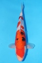 349072 36cm 桃太郎产 银鳞大正 当才 雄性
