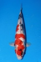 349019 53cm 尾形产 银鳞昭和 二才 雌性
