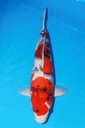 349039 55cm 大日产 昭和 二才 雌性