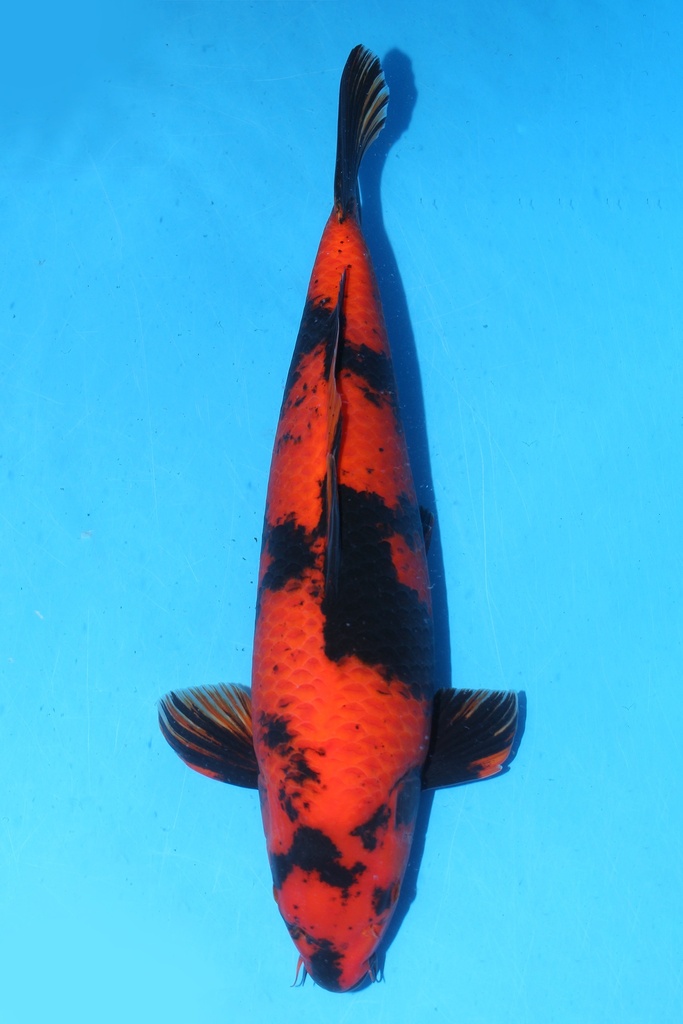 349037 57cm 蓧田产 绯泻 二才 雌性