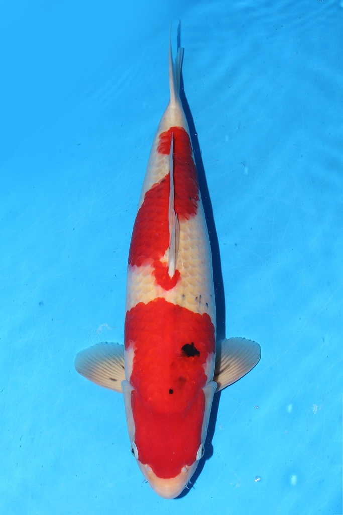 349001 70cm 丸堂产 红白 雌性 (副本) (副本) (副本) (副本) (副本) (副本)