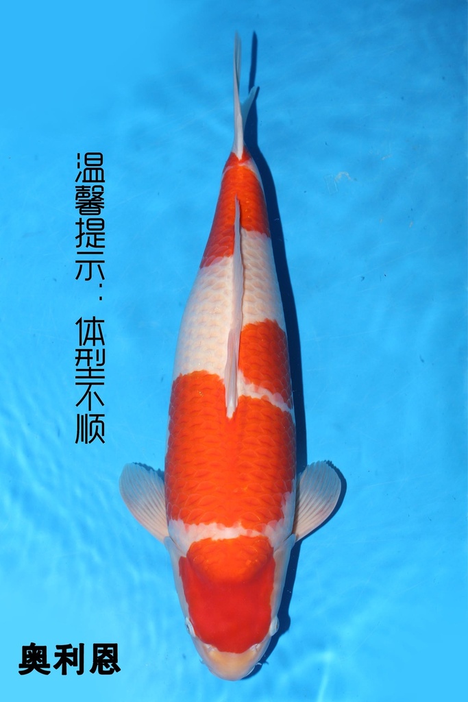 349031 63cm 阪井产 红白 二才 雌性