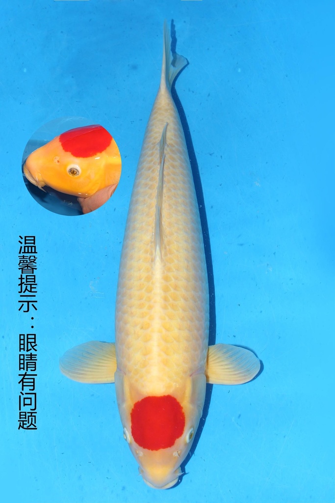 349001 70cm 丸堂产 红白 雌性 (副本) (副本) (副本) (副本) (副本) (副本) (副本) (副本) (副本) (副本)