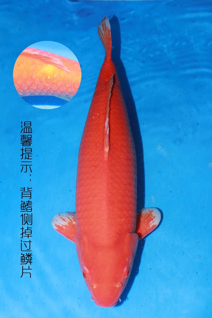 349001 70cm 丸堂产 红白 雌性 (副本) (副本) (副本) (副本) (副本) (副本) (副本) (副本) (副本) (副本) (副本) (副本) (副本) (副本) (副本)