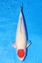349023 53cm 丸重产 丹顶  二才 雌性