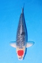 349006 55cm 菅野产 银鳞丹顶五色 二才 雌性
